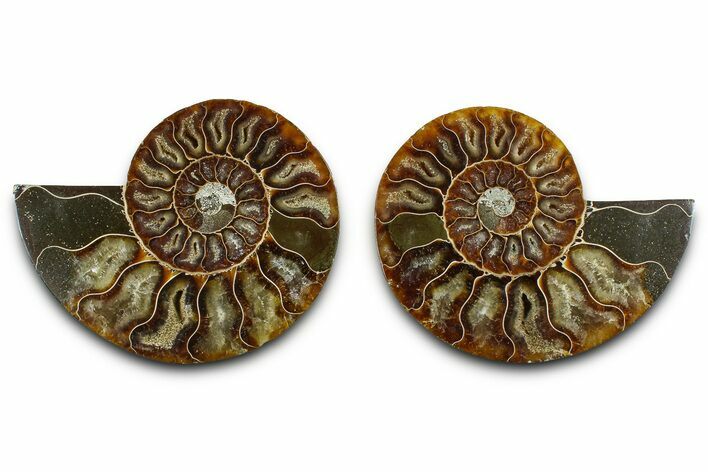 Cut & Polished Ammonite Fossil - Madagascar #377533